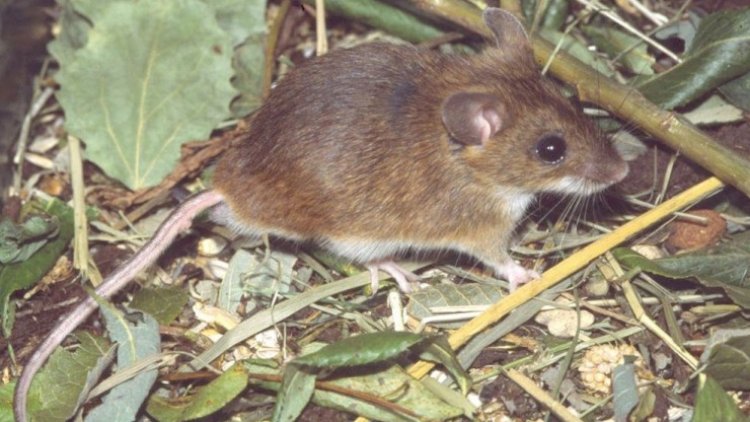 Koronavirusa yoluxan 92 min gəmirici məhv ediləcək