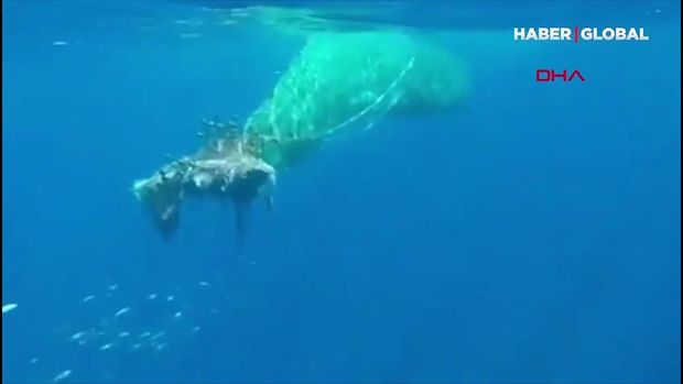 Nəhəng kaşalot balıq toruna düşdü - VİDEO