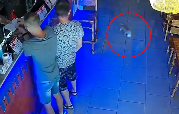 Bar sahibinin diplomatını açıb, oradan pul oğurlayan pişiyin görüntüləri maraqla qarşılandı - VİDEO
