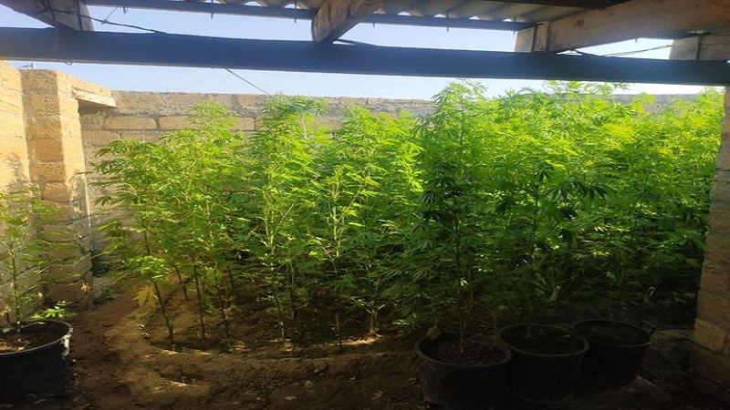 Narkotik alverində şübhəli bilinən “Avtoş Elnur” və daha üç nəfər saxlanıldı