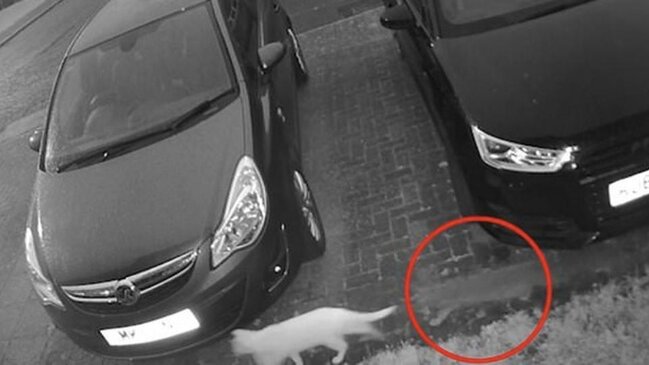 Pişiyin ruhu müşahidə kamerasına düşdü - VİDEO