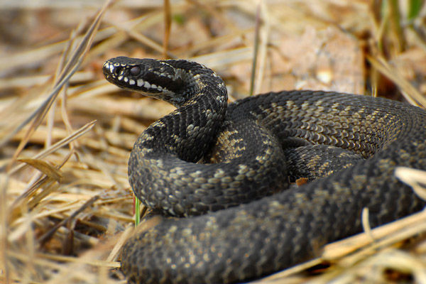 Qaxda polislər ilan sancmış şəxsin həyatını xilas ediblər