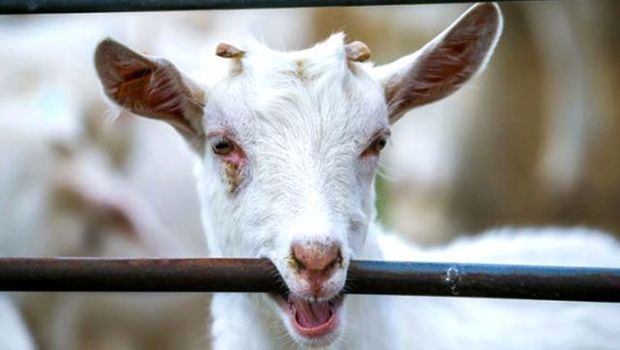 Hindistanda polis maskası olmayan keçini nəzarətə götürdü - VİDEO