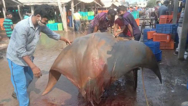 В Индии рыбаки выловили 800-килограммового ската