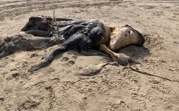 Sahildə üzgəcləri və kürkü olan naməlum heyvanın qalıqları tapıldı - FOTO
