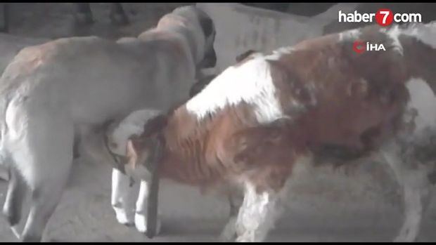 İt anasız qalan buzova süd verir - VİDEO