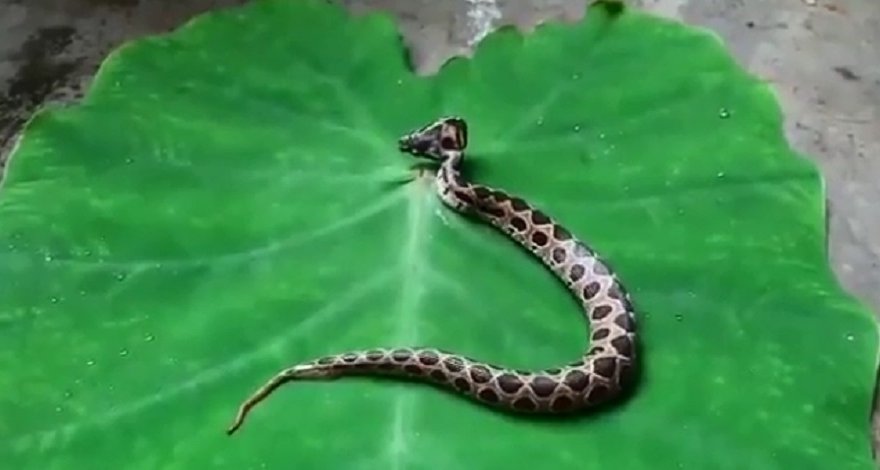 В Индии обнаружили редкую двухголовую ядовитую гадюку - ВИДЕО