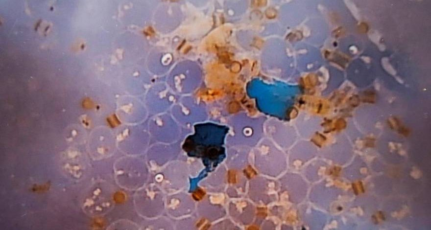 В морепродуктах нашли частицы микропластика