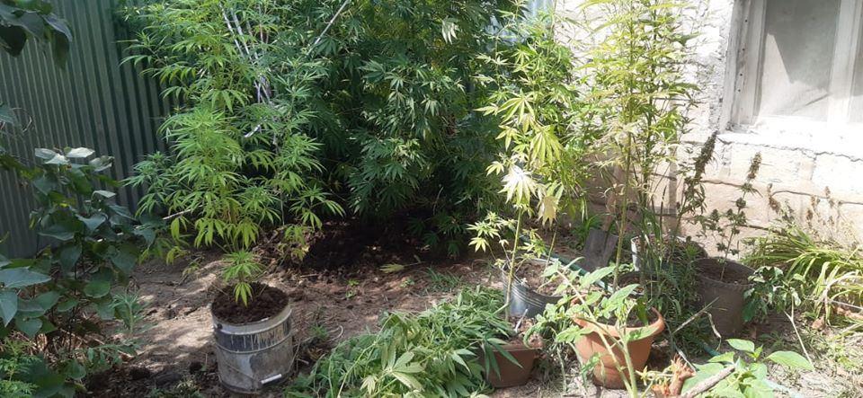 Çətənə becərən şəxs saxlanıldı - FOTO