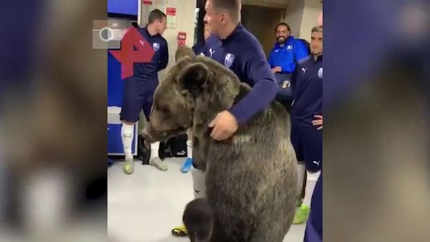 Ayı futbolçuların geyinib-soyunma otağına daxil oldu - VİDEO