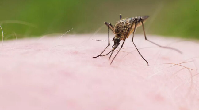 Ağcaqanadlara görə nadir xəstəliklər epidemiyaya çevriləcək