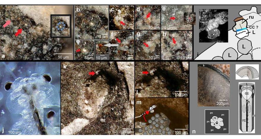 Ученые выяснили, как были устроены глаза первых на Земле зрячих животных