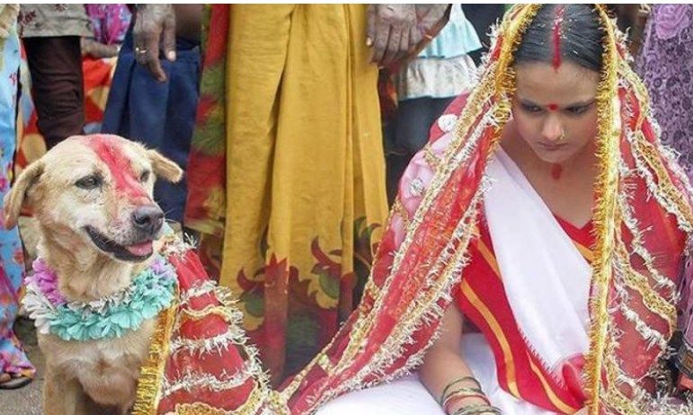 ŞOK TOY ADƏTLƏRİ: hamilə gəlin, heyvanla evlilik, ərini tapana kimi hər kəslə...