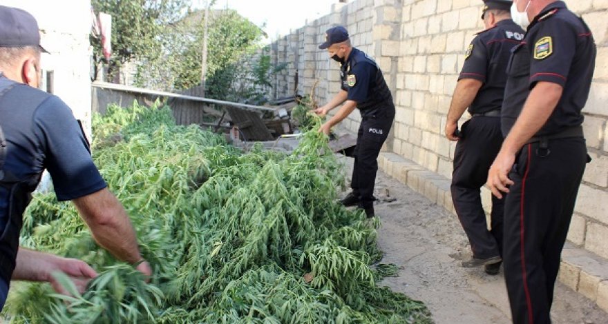 Полиция Хачмаза изъяла из оборота крупную партию конопли - ФОТО