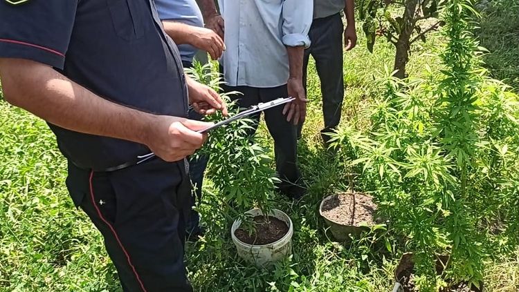 Hacıqabulda keçmiş məhkum narkotik bitki yetişdirdiyinə görə saxlanılıb - FOTO