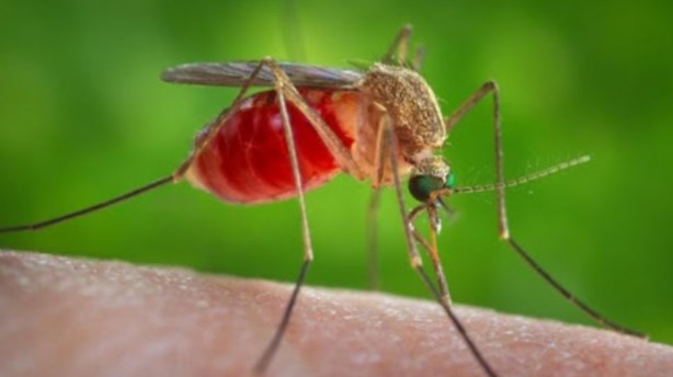 ABŞ-da 750 milyon ağcaqanad təbiətə buraxılır — Görün nə ilə mübarizə aparacaqlar