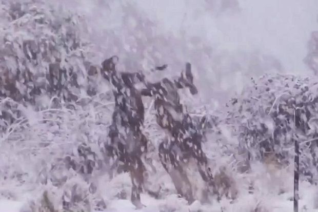 В Сети появились кадры из заснеженной Австралии с дерущимися кенгуру - ВИДЕО