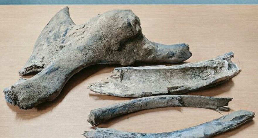 На Ямале рабочие нашли останки мамонта