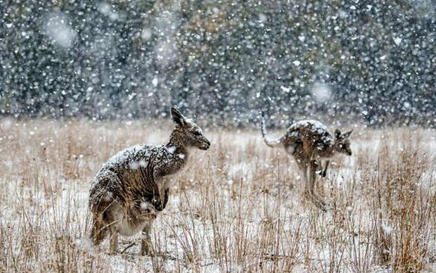 Kenquruların ilk qar SEVİNCİ - VİDEO