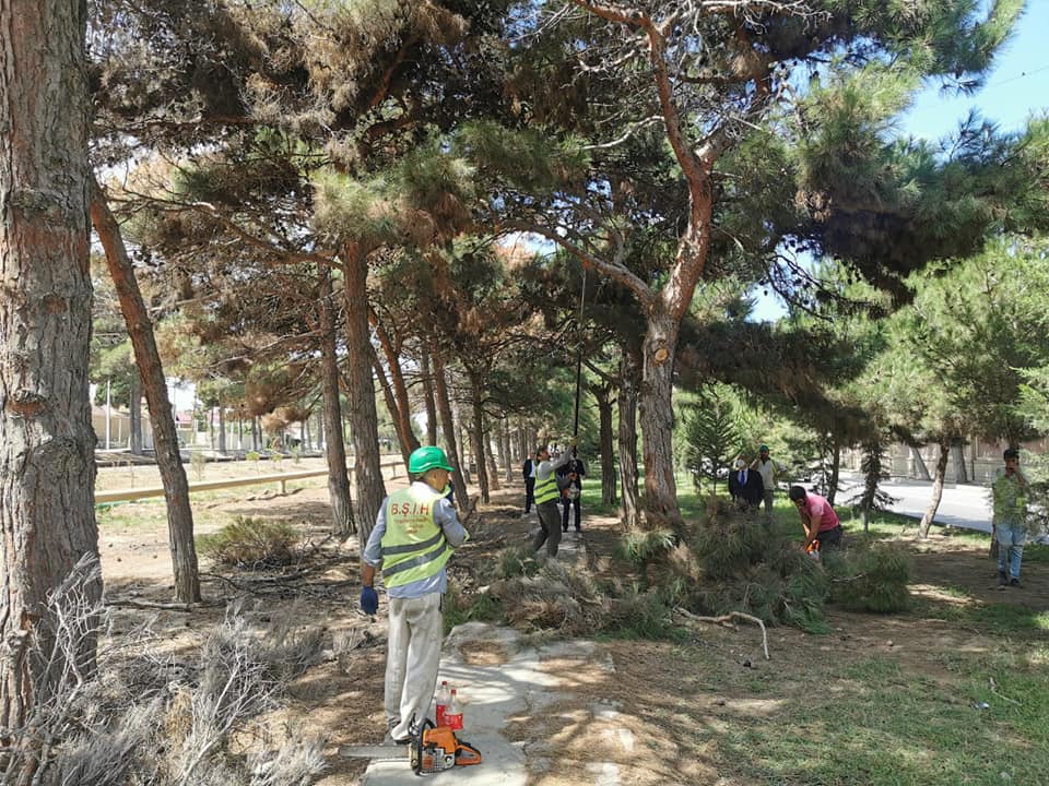 Suraxanı rayonunda mövcud yaşıllıqlara mütəmadi qulluq göstərilir