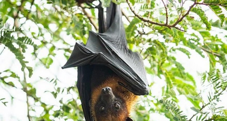 Еще больше вирусов перейдут от животных к человеку