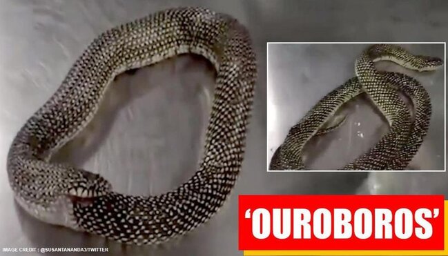 Özünü yeməyə çalışan ilan görənləri ŞOKA SALDI - VİDEO