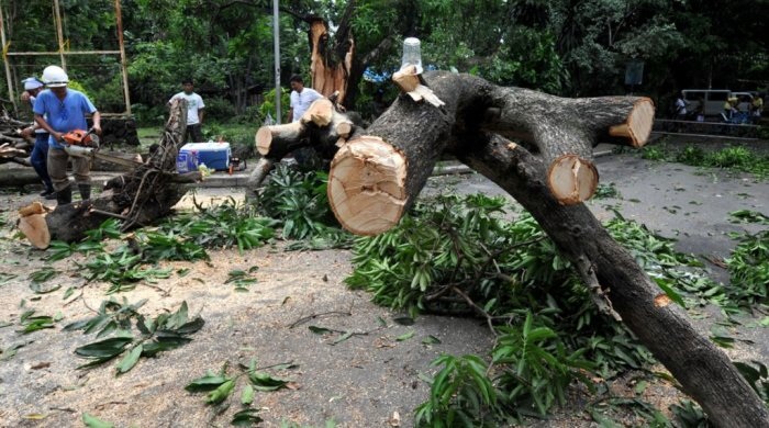 Xətaidə ağacları “Real-Park” MMC kəsdirib - İş prokurorluğa göndərildi