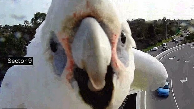 Tutuquşunun müşahidə kamerasındakı əksi ilə əyləncəsi maraqlı anlara səbəb oldu - VİDEO