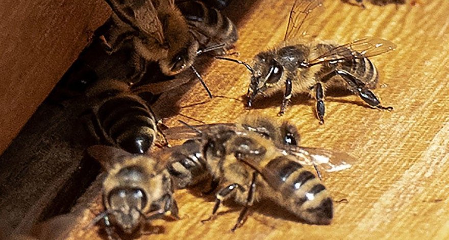 Ученые придумали, как использовать пчел против рака