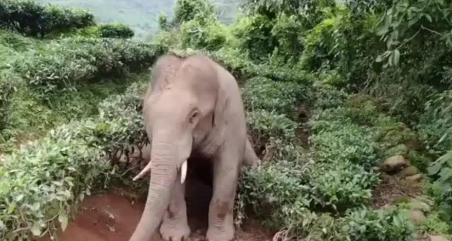 Недовольный вторжением на свою территорию слон растоптал индуса