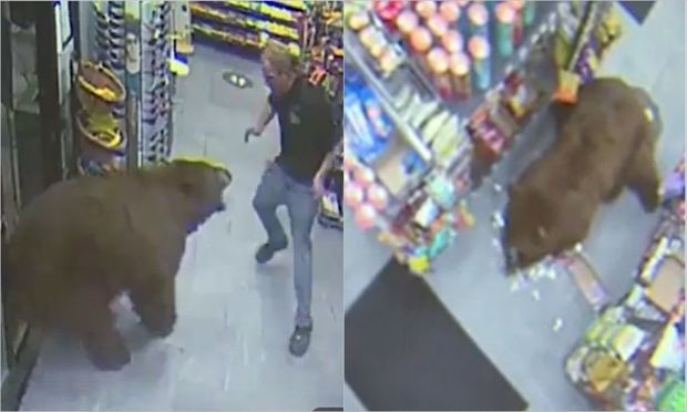 Ayılar mağazanı “qarət etdi” - VİDEO