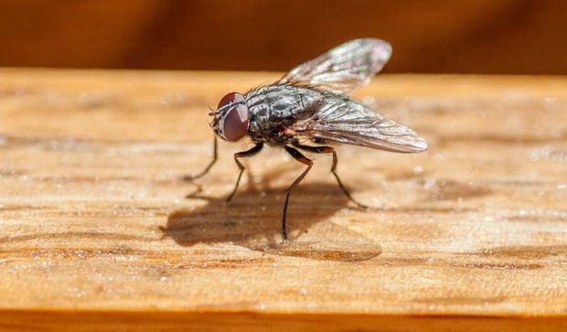 Milçəyi öldürmək istədi, evi partlatdı