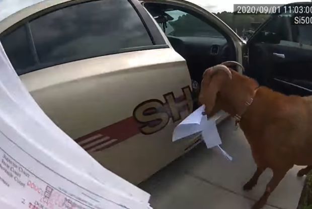 Keçi polis avtomobilinə girib sənədləri yedi