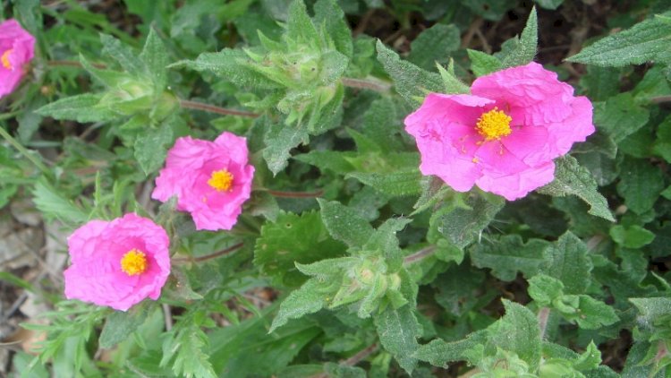 Bu bitki koronavirusdan qoruyur - Foto