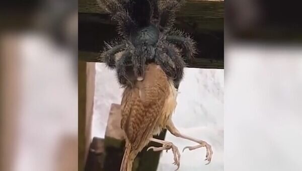 Hörümçək quşu BELƏ YEDİ - VİDEO