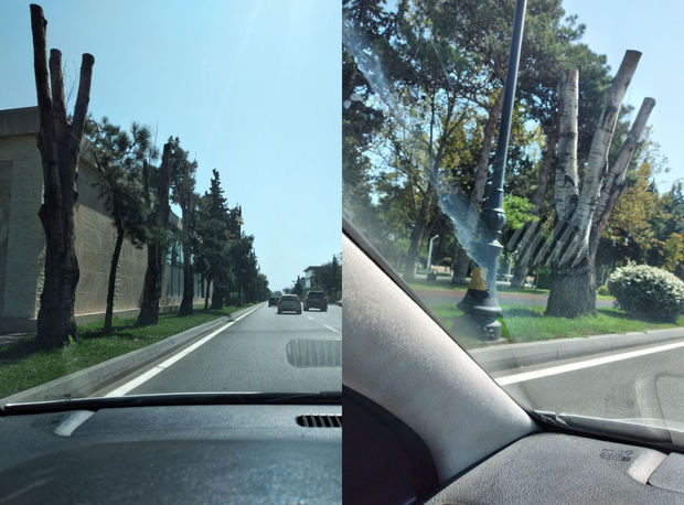 Atatürk Parkında budanan ağaclar quruyub? - FOTO