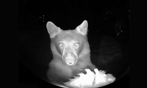 Dəcəllik edən ayı qapının zəngini basıb qaçdı - VİDEO