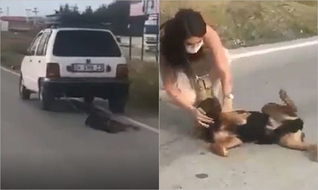 İtə qarşı qəddarcasına davranan kişinin cavabı ətrafdakıları şoka saldı – VİDEO