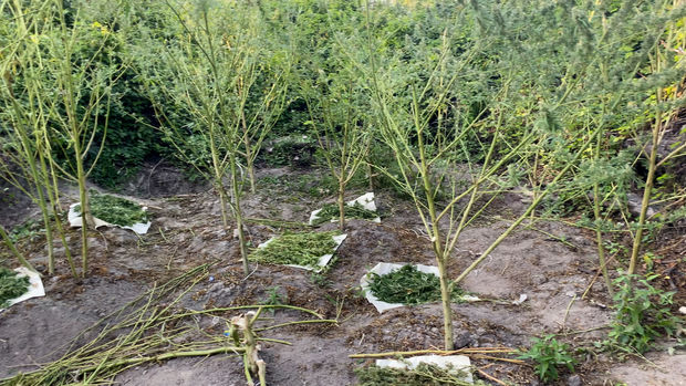 Xaçmazda meşədə narkotik əkən şəxs saxlanıldı - FOTO/VİDEO