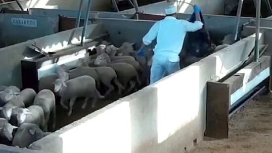 Bu heyvanlara olmazın İŞGƏNCƏ EDİLDİ: 