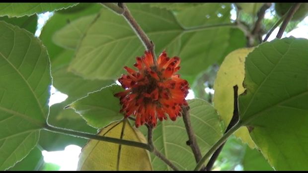 Mingəçevirdəki dekorativ bitki hər kəsdə maraq doğurur - VİDEO