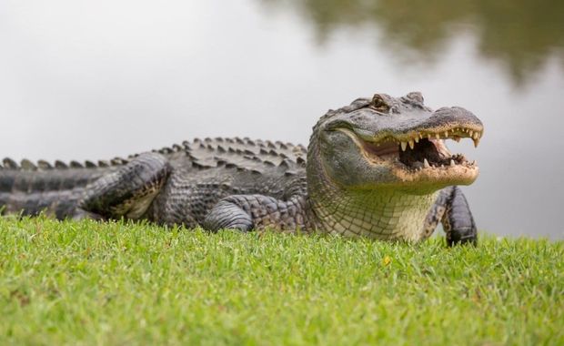 Zirəkliyi ilə timsahı çaş-baş qoyan tısbağa sosial şəbəkədə böyük maraq yaratdı - VİDEO