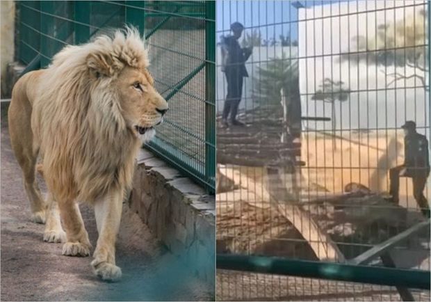 Selfi çəkmək üçün şirlər olan qəfəsə girdi - VİDEO