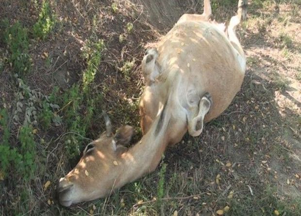 Zaqatalada iribuynuzlu mal-qara güllələnib - FOTO