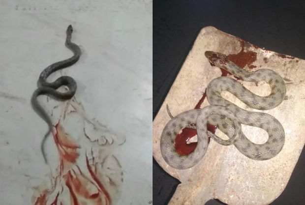 В центре Баку обнаружили большую змею - ВИДЕО