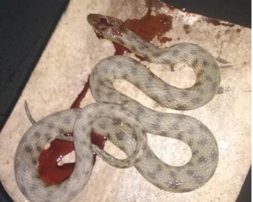 Bakının mərkəzində BÖYÜK İLAN peyda oldu - FOTO-VİDEO