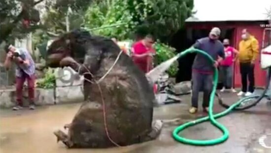 Kanalizasiyadan çıxan 