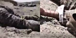 Qarabağda səngərə səpələnən erməni əsgərlərinin meyitləri - VİDEO