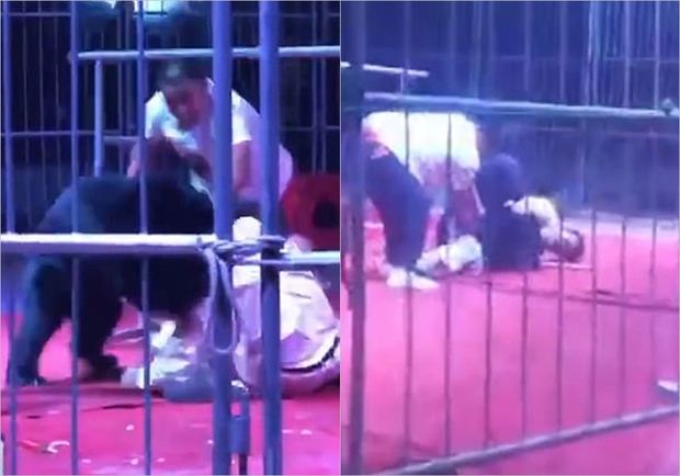 Sirk tamaşası zamanı dəhşət: Ayı təlimçisinə hücum etdi - VİDEO