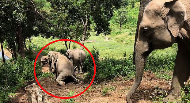 Əylənməyi sevən fillərin görüntüləri hər kəsi güldürdü - VİDEO